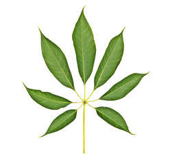 leaf