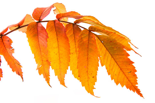 Herbstbl&auml;tter des Essigbaumes
