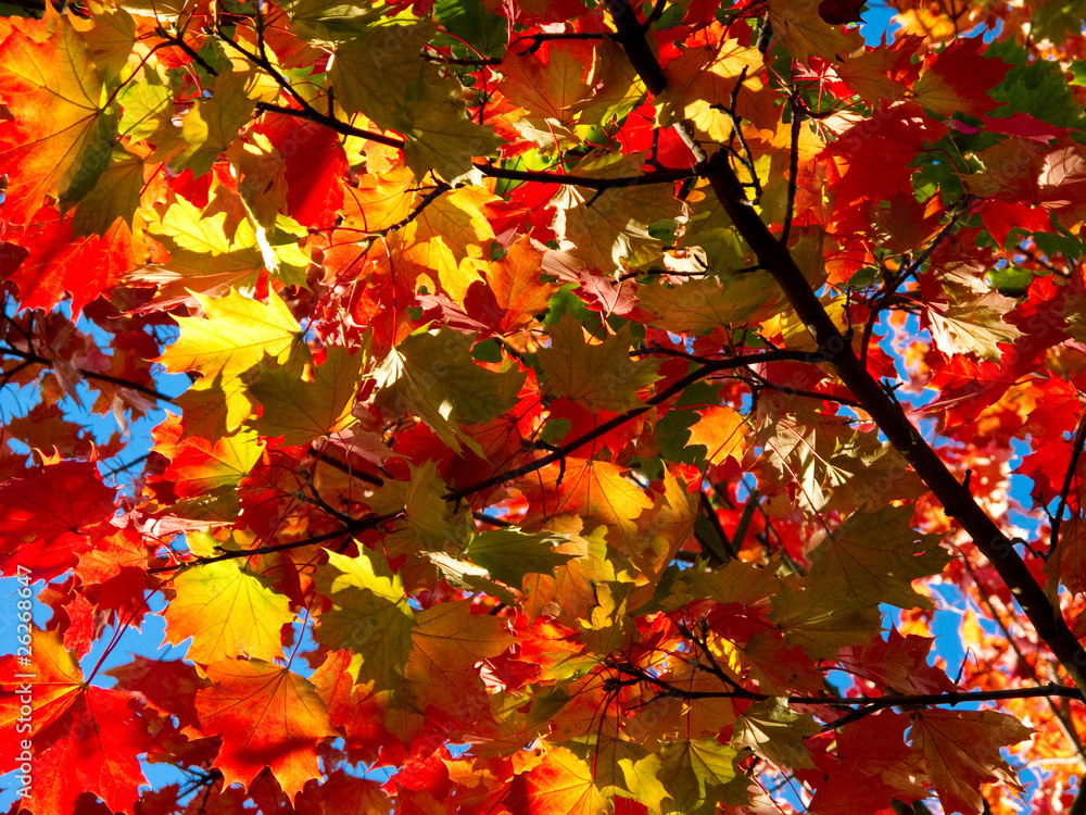 Wall mural branch of maple with colorful leaves in autumn