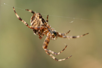 Striped spider