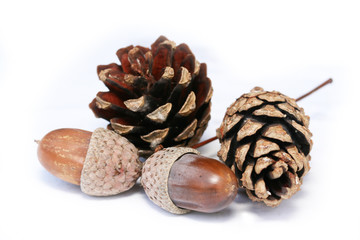 Cones and acorns