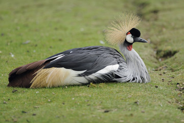 gray crowned crane resting