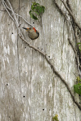 red bellied woodpecker emerging from the nest