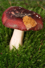 Russule