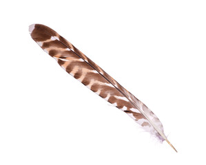 cuckoo feather isolated on white