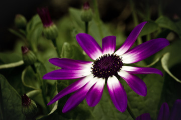 Senetti