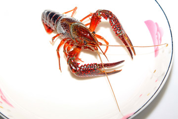 crayfish