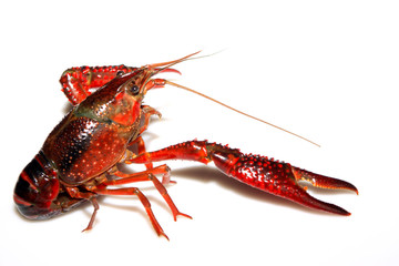 crayfish