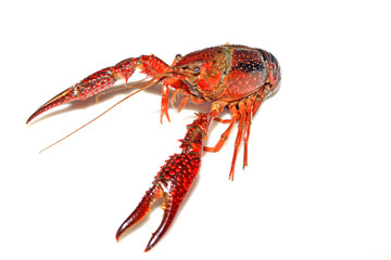 crayfish