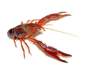 crayfish