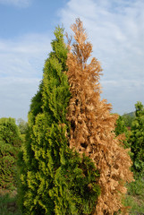 Albero