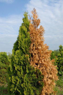 Albero