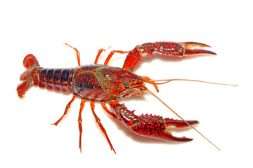 crayfish