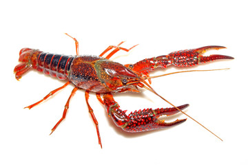 crayfish