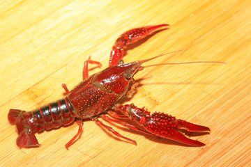 crayfish
