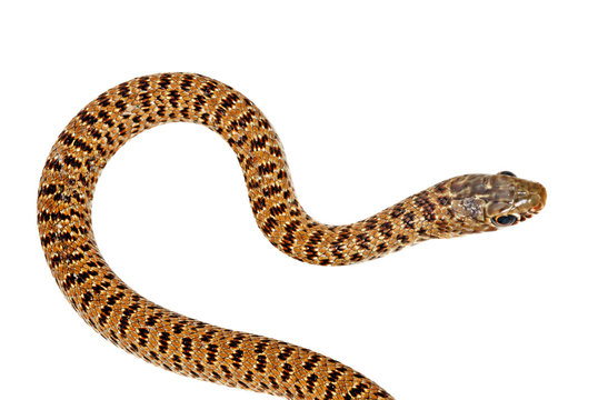 Close up of snake