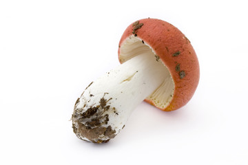 single red toadstool over white