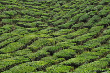 tee plantation in malaysia