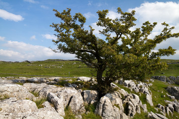 Ingleborough Yorkshire Dales