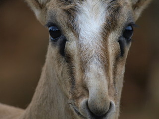 Impala