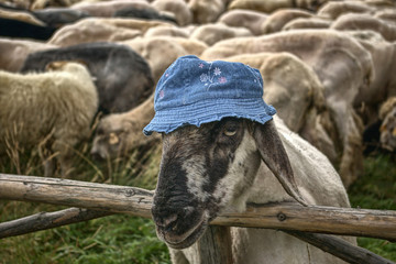 funny sheep © Lumarmar