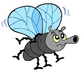 Cartoon fly