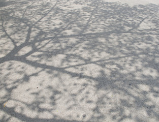 Shadows