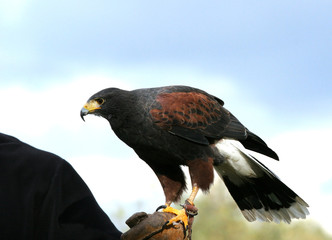 Parabuteo unicinctus (Buse de Harris -Harris Hawk)