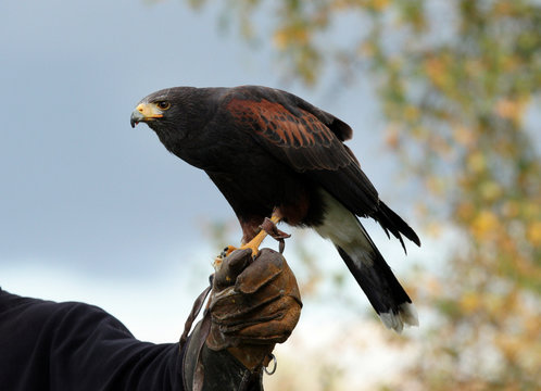 Parabuteo unicinctus (Buse de Harris -Harris Hawk)