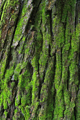 corteccia di pino con muschio