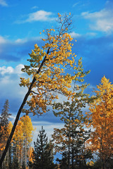 Colorful birch trees in autumn