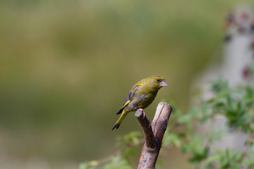 Greenfinch (Carduelis chloris)