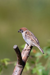 Tree Sparrow (Passer montanus)