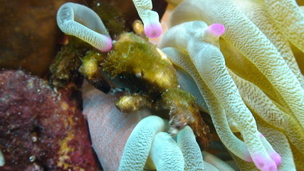 Condylactis gigantea, Anémone géante