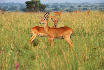 Reedbuck antelopes