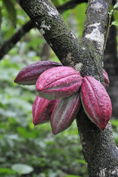 cacaoyer 1
