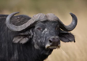 Foto op Canvas Grote mannelijke Kaapse buffel met gras in zijn bek © Nikolny