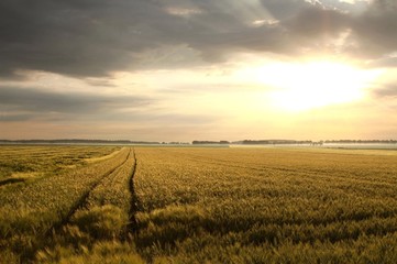 Rural landscape at dawn with mist floating over the field