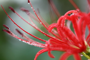 ヒガンバナ (東京・上野公園)