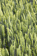 Young triticale macro