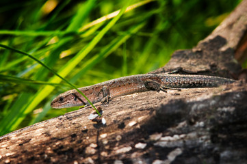 Viviparous lizard on the trunk