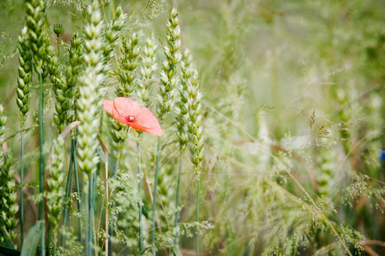 Poppies in the field of triticale
