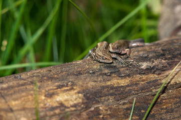 Viviparous lizards on the trunk