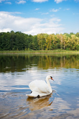 Swan swimming on the pond