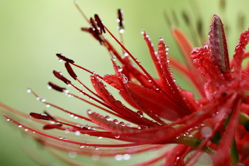 ヒガンバナ (東京・上野公園)