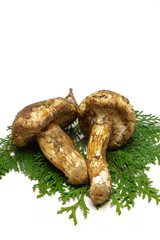 pine mushroom(matsutake mushroom)