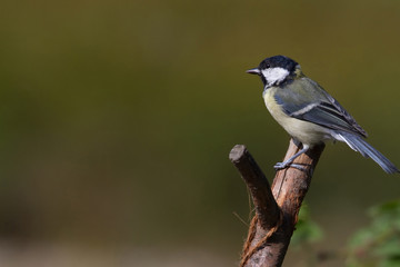 Great Tit (Parus Major)
