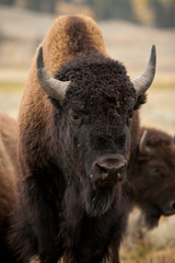 Bison