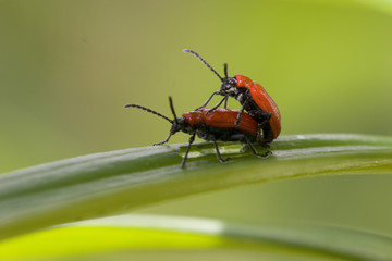 Feuerkäfer