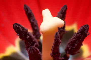 Blume close up